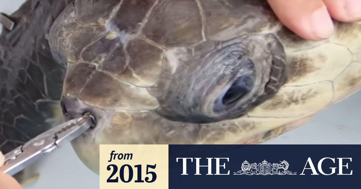 Plastic straw removed from turtle's nose by marine biologists